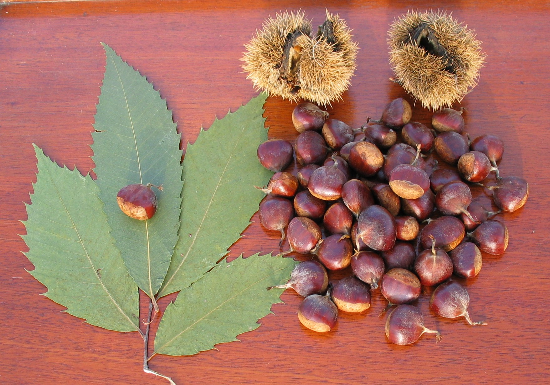 castanea dentata